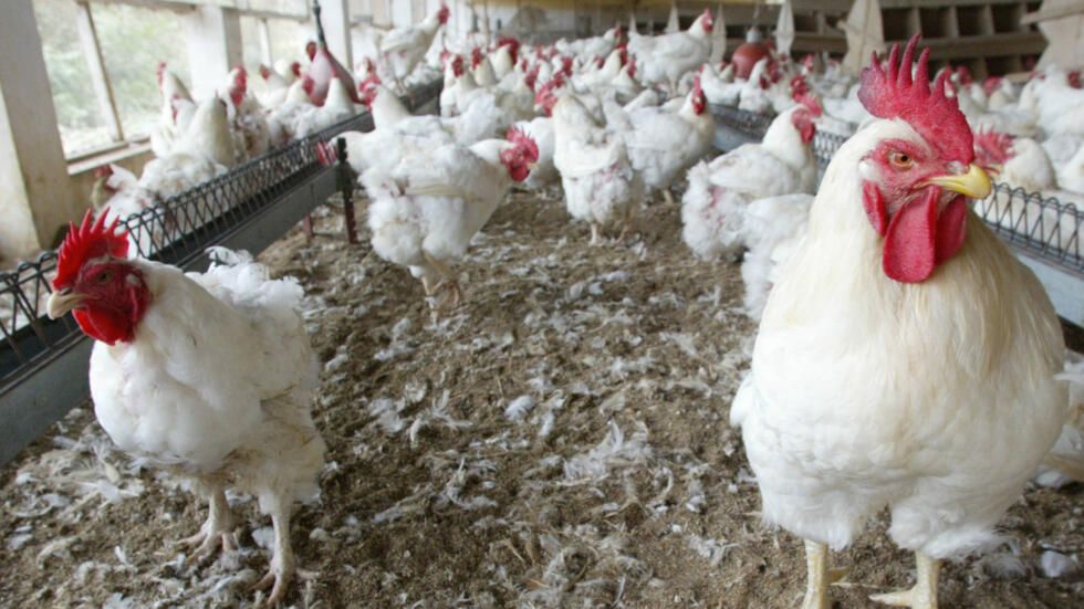 Premier cas grave de grippe aviaire chez l'Homme aux États-Unis - L'État d'urgence décrété en Californie