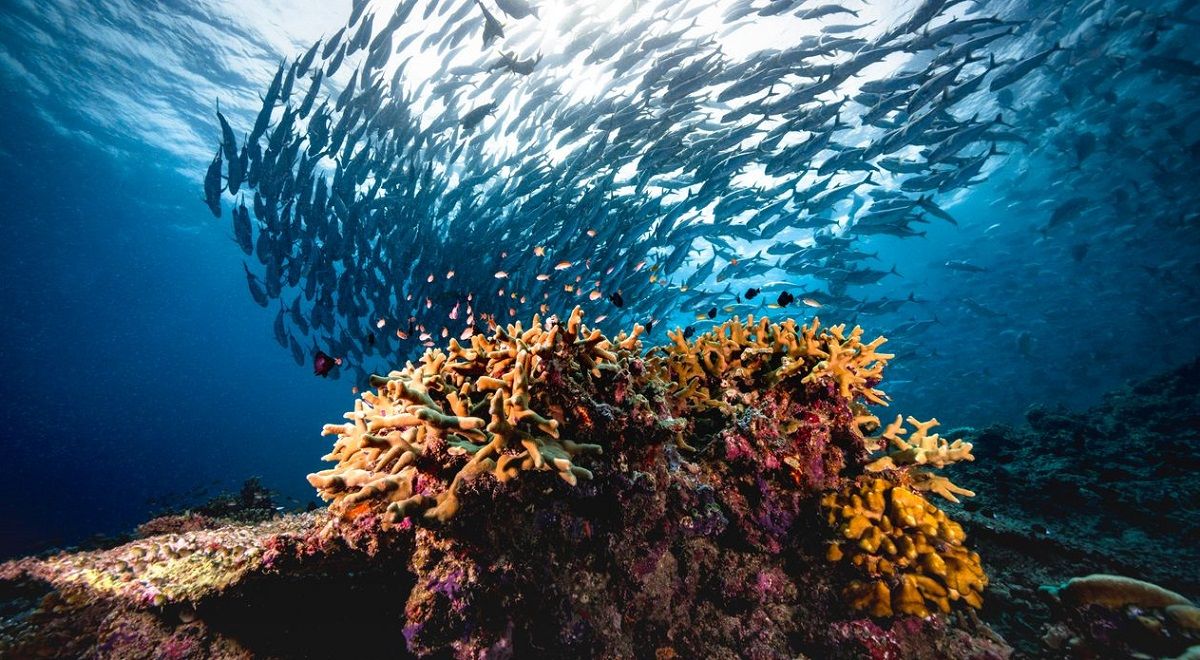 Omondo Dossier Spécial 2 : Le Défi de l'Océan : Le Traité BBNJ et le nouveau droit de la Haute Mer