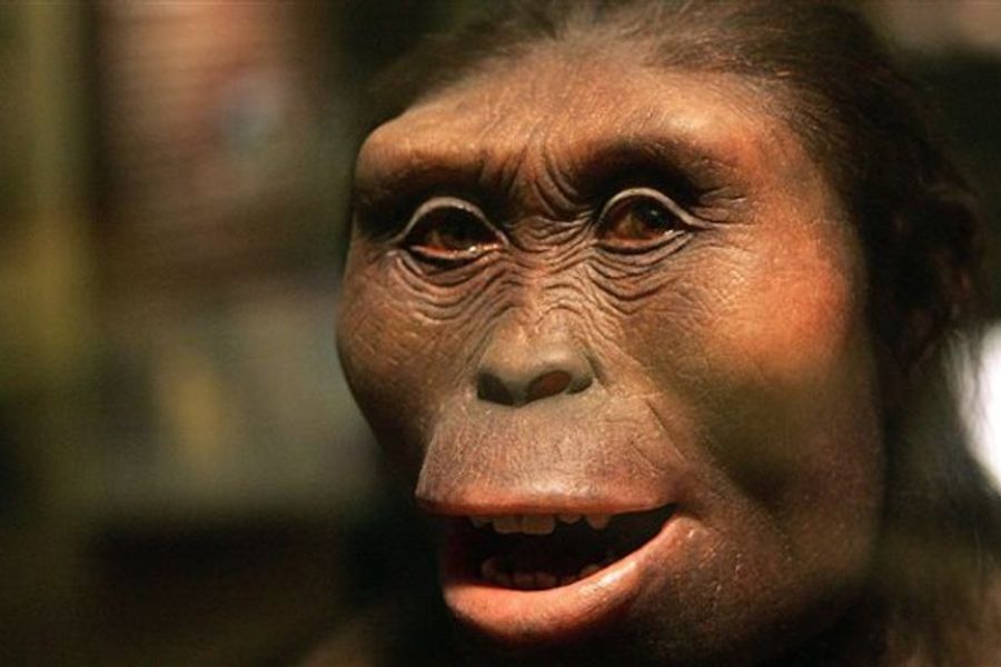Lucy, notre ancêtre, exposée pour la première fois en Europe