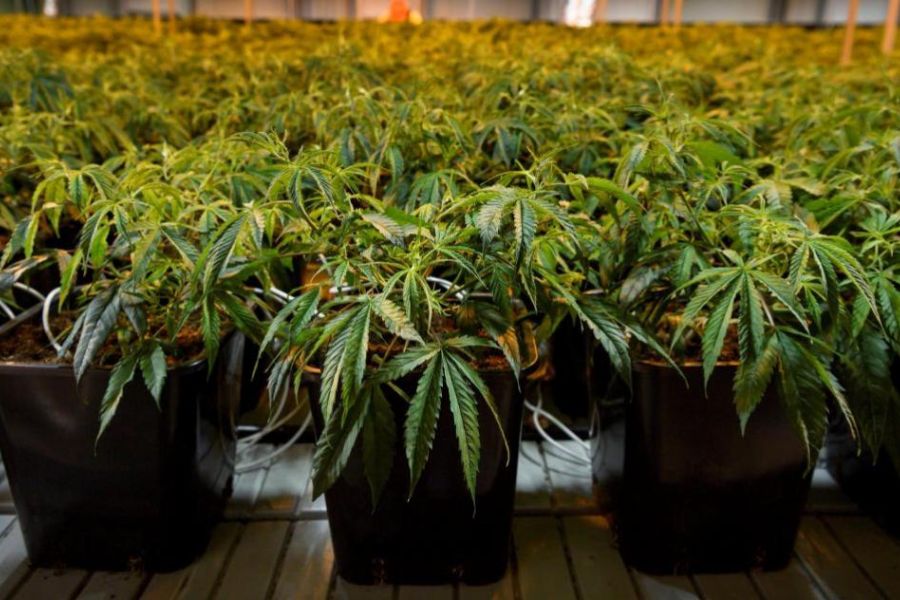 Cannabis médical : Une étape clé franchie pour sa généralisation en France ?