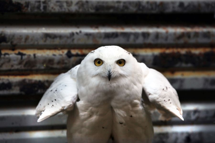 Biodiversité : 40 espèces migratrices, dont le Harfang des neiges, désormais protégées par un traité international majeur