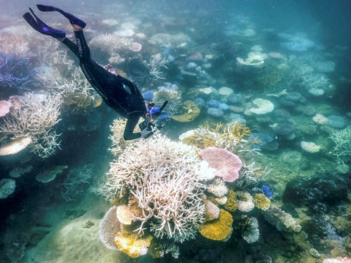 Océans : La guérison spectaculaire de la Grande Barrière de Corail