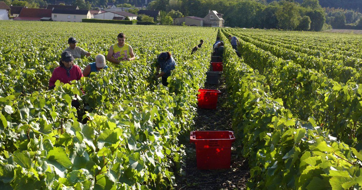Vendanges 2025 en Champagne : un millésime prometteur malgré une récolte plus modérée