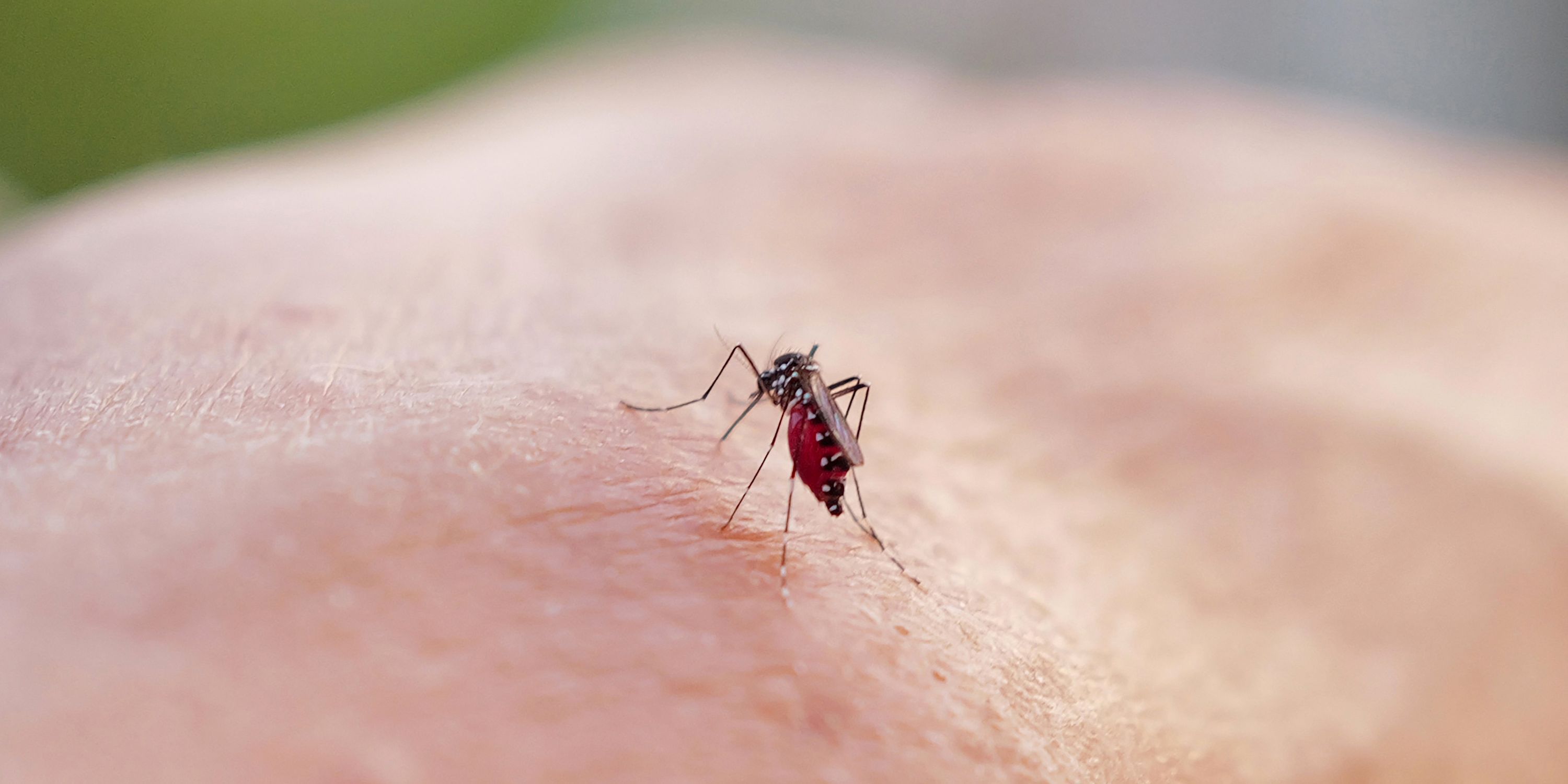 Avec 6000 cas en une semaine, l’épidémie de chikungunya s’aggrave à La Réunion