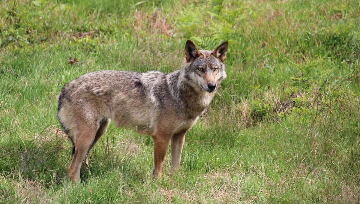 Après 100 ans d’absence, le loup gris est de retour dans les Landes