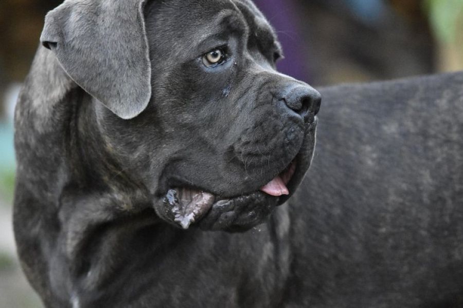 Près de Bordeaux : Deux molosses blessent un gendarme et tuent un petit chien : La dangerosité des chiens et la sécurité publique en question