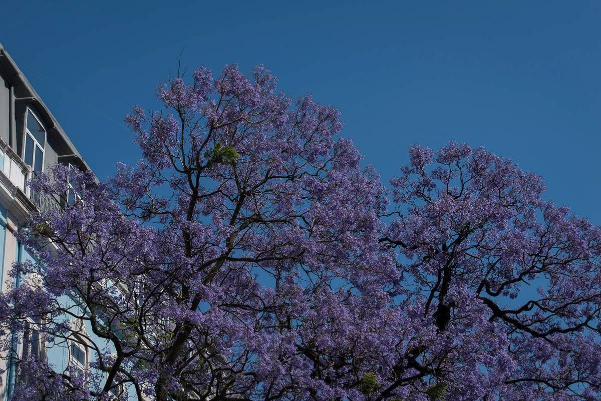 Lisbonne en colère : l’abattage des jacarandas suscite une vague de contestation écologique