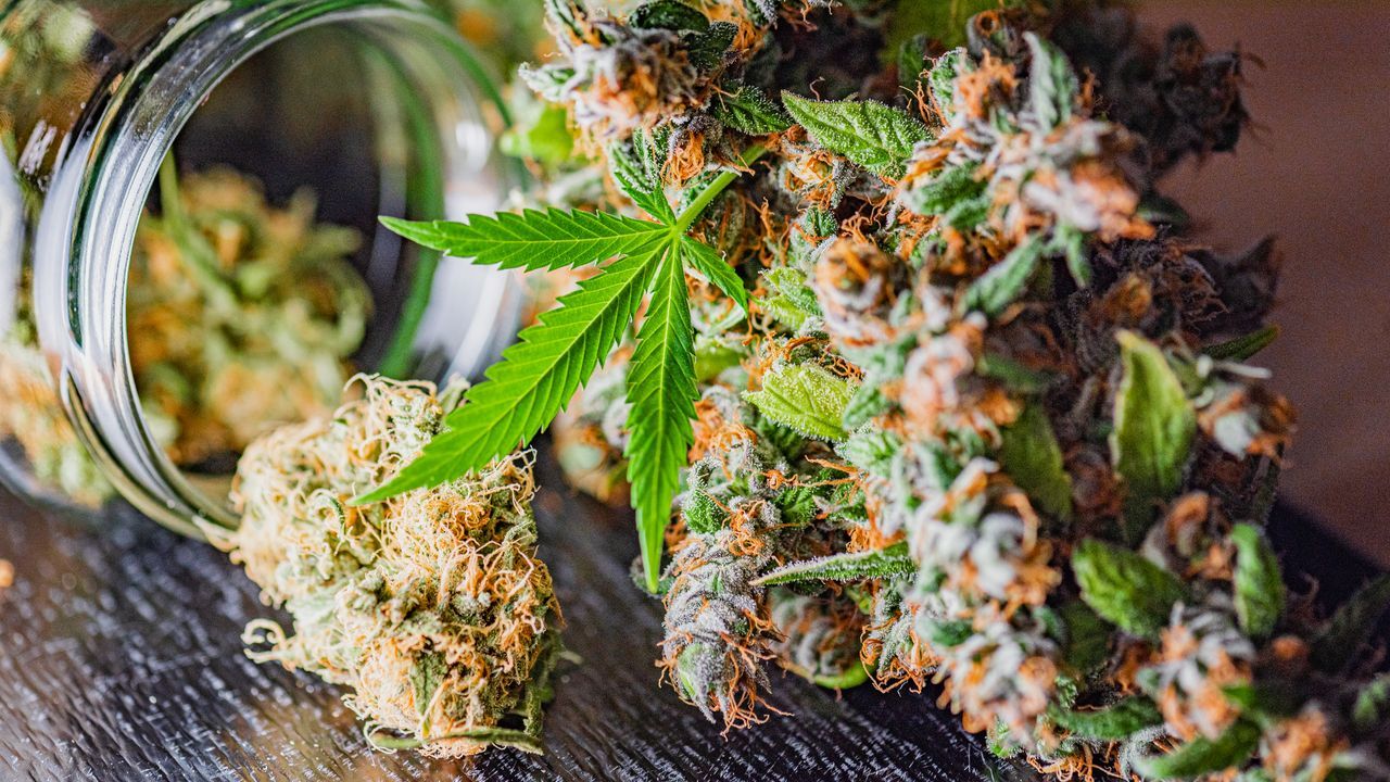 CBD : explosion des intoxications, alerte des autorités sanitaires