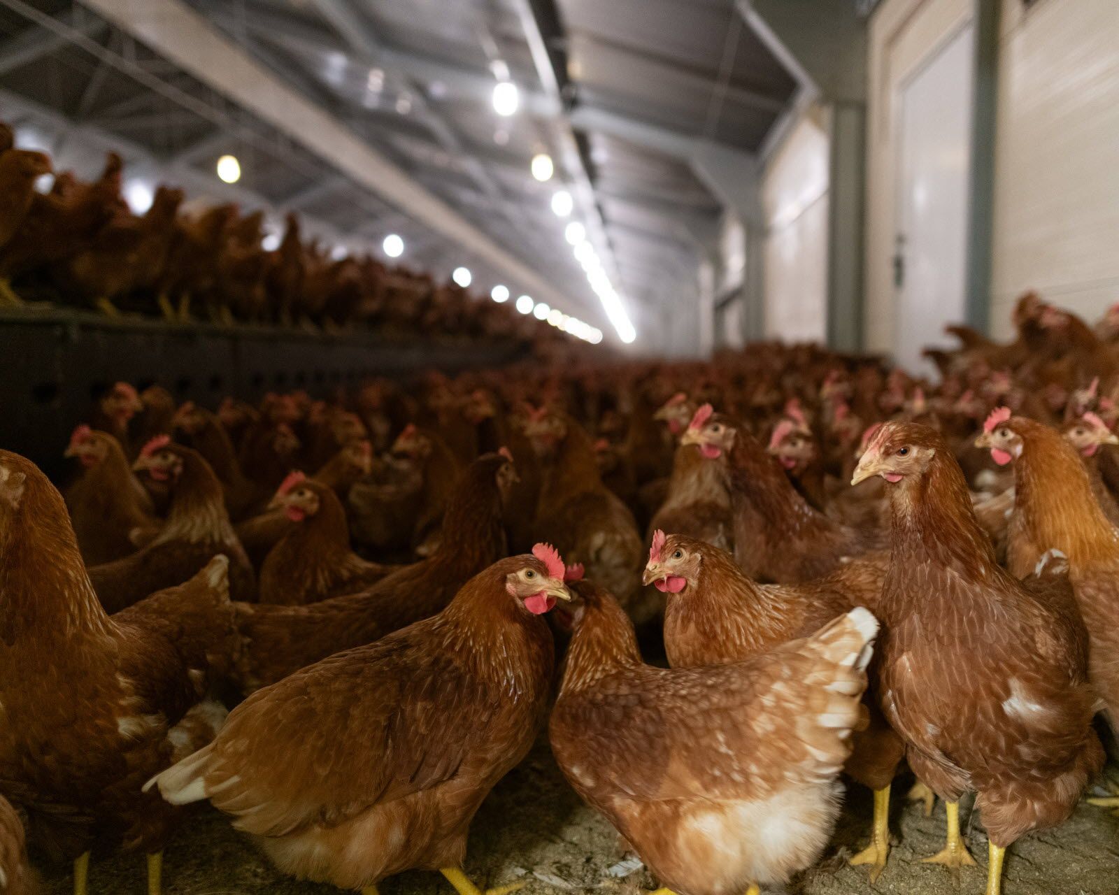 Grippe aviaire : la France perd son statut indemne, un nouveau défi pour la filière avicole