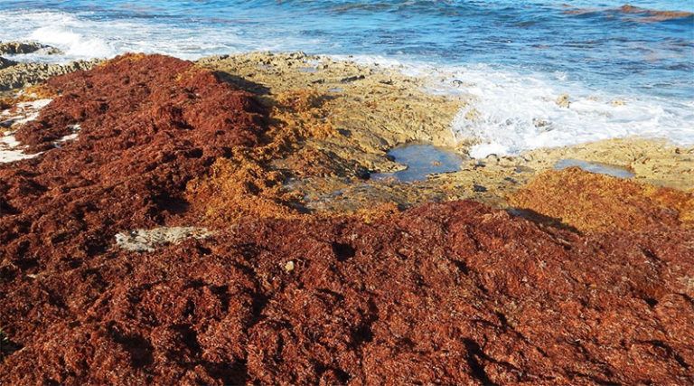 OMONDO ENVIRONNEMENT - Antilles : la menace croissante des sargasses sur l'économie et l'écosystème