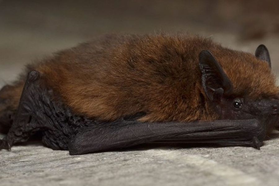 Villeurbanne mise sur les chauves-souris pour protéger les écoles des moustiques