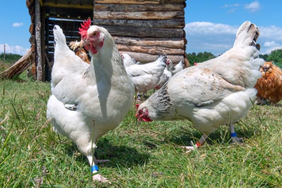 Biodiversité menacée - Sauvegarde des races de poules anciennes en France