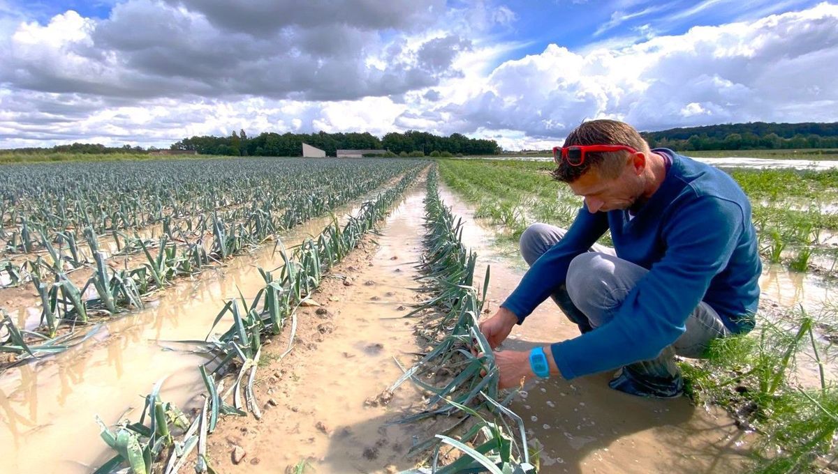 France – Impact des orages de grêle sur les récoltes et l’économie agricole