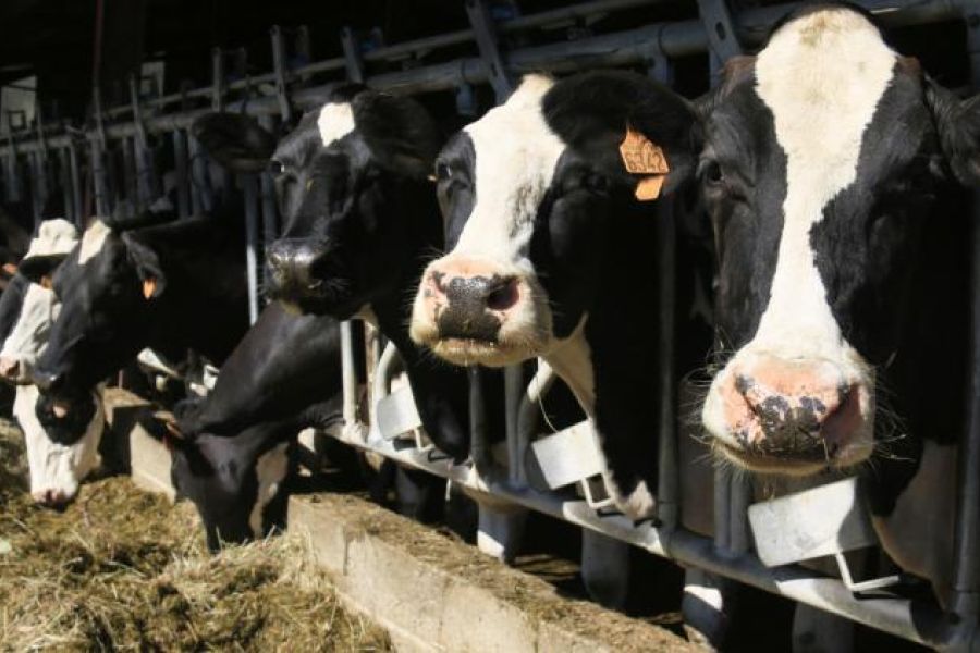 Salon de l'Agriculture 2026 : Pourquoi l'absence historique des bovins bouscule l'édition de cette année