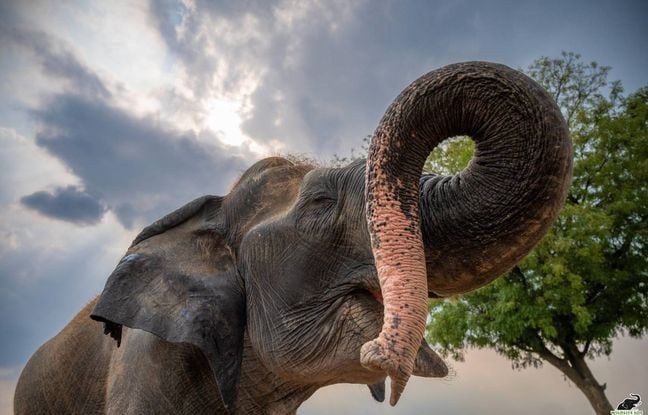 Un touriste tué par un éléphant en Inde après avoir ignoré les avertissements