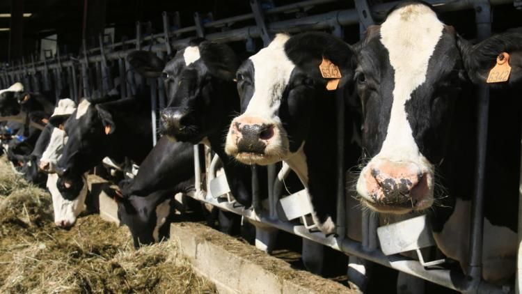 Salon de l'Agriculture 2026 : Pourquoi l'absence historique des bovins bouscule l'édition de cette année