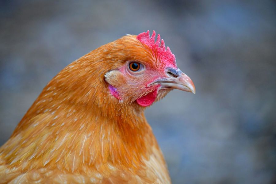 OMONDO SANTÉ - Grippe aviaire : Une mutation inquiétante détectée chez un patient américain