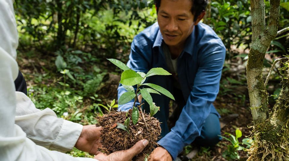OMONDO AMÉRIQUE | Amazonie : le Brésil lance un plan de reforestation massif avec l'aide de l'IA