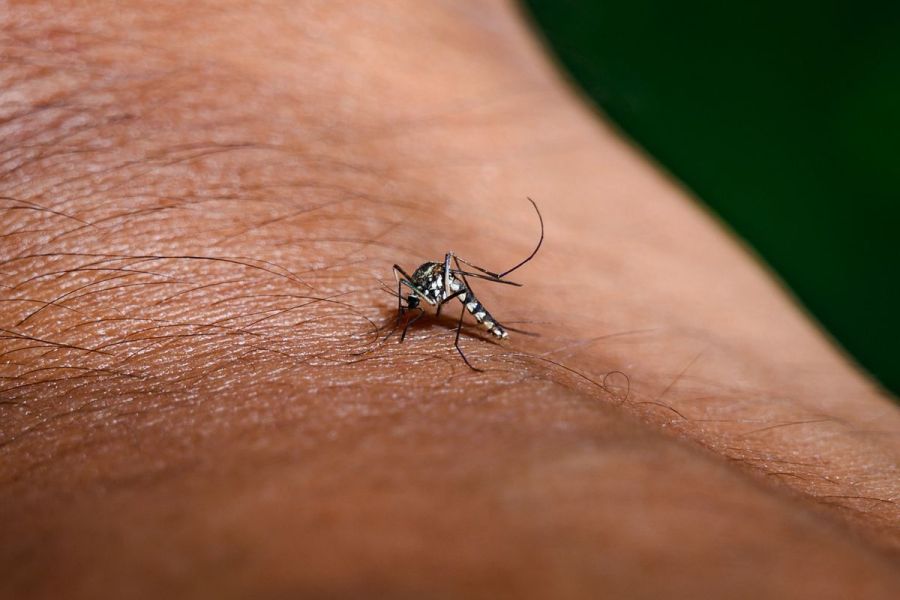 Virus du Nil occidental : deux cas autochtones détectés en Île-de-France, santé publique en alerte maximale