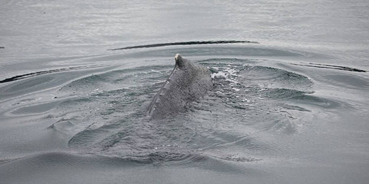 OMONDO ENVIRONNEMENT - Aperçu exceptionnel : une baleine à bosse dans l'estuaire de la Seine