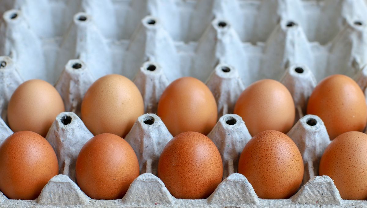 OMONDO SANTÉ - Alerte salmonellose : rappel massif d'œufs en France