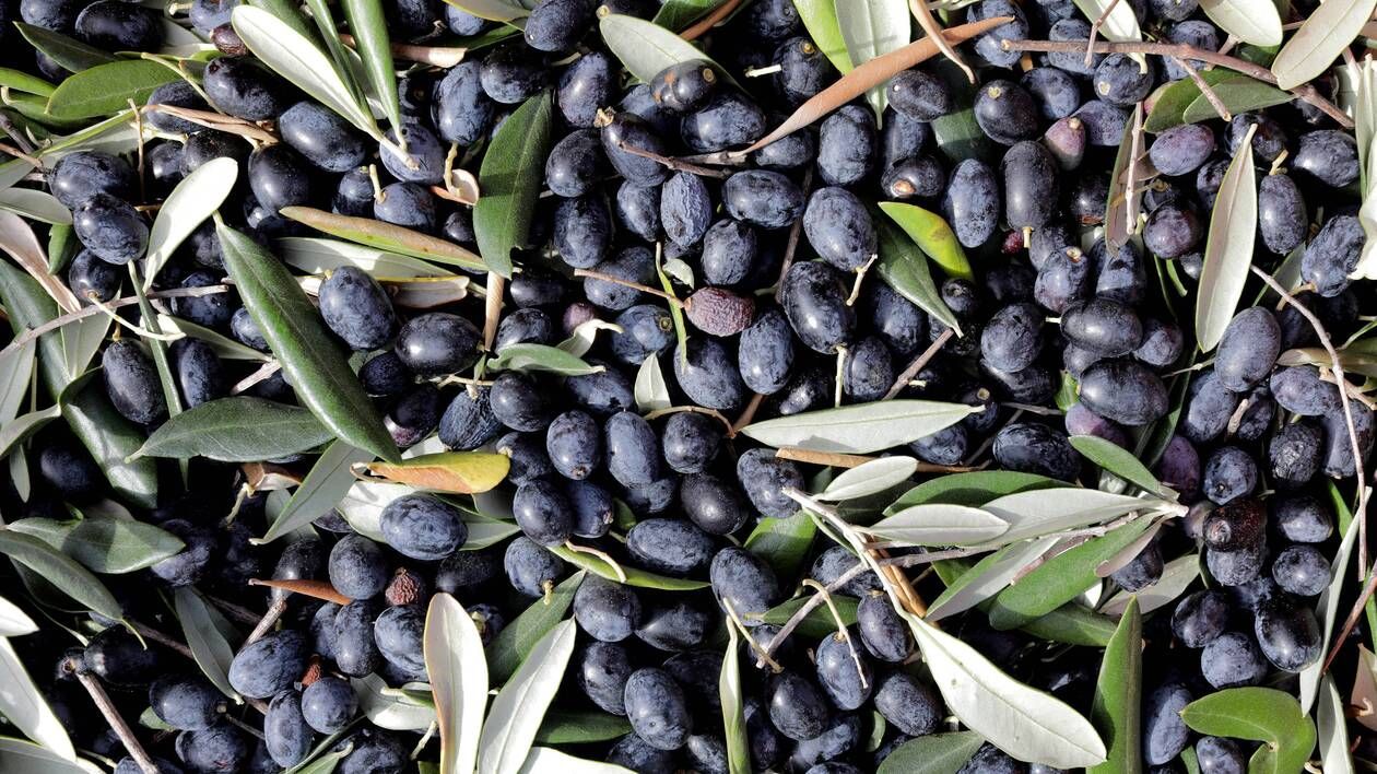 Importations des olives espagnoles : l'UE saisit l'OMC contre les États-Unis