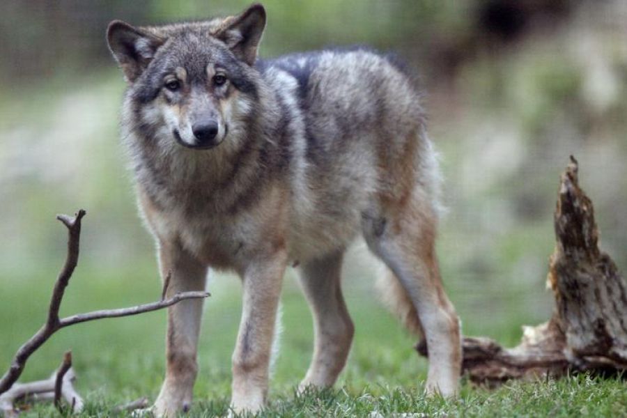 Un loup responsable de nombreuses attaques sur des troupeaux abattu en Aveyron