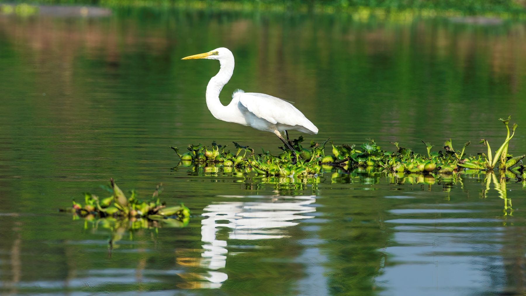 Journée des zones humides 2025 : enjeux de préservation et biodiversité