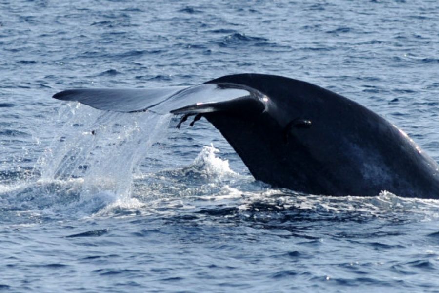 Un kayakiste chilien avalé puis recraché par une baleine : quand la nature nous surprend