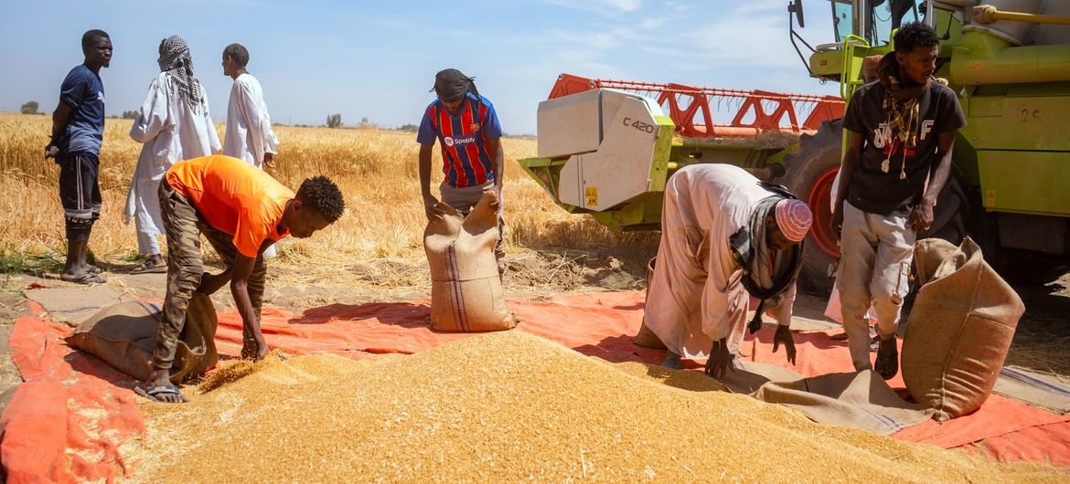 OMONDO ÉCONOMIE - Crise alimentaire mondiale : l'ONU avertit d'une situation alarmante