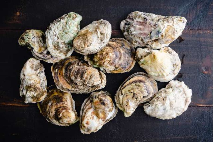 OMONDO INNOVATION - Bordeaux : Des huîtres transformées en biocapteurs pour mesurer la pollution de l'eau