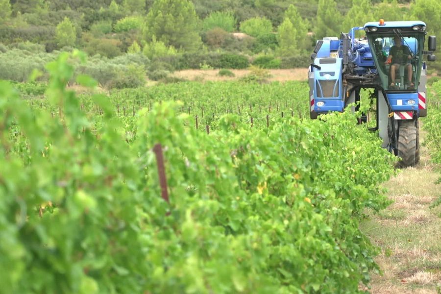 Canicule en France : les vendanges démarrent plus tôt que jamais, conséquences et défis pour la viticulture