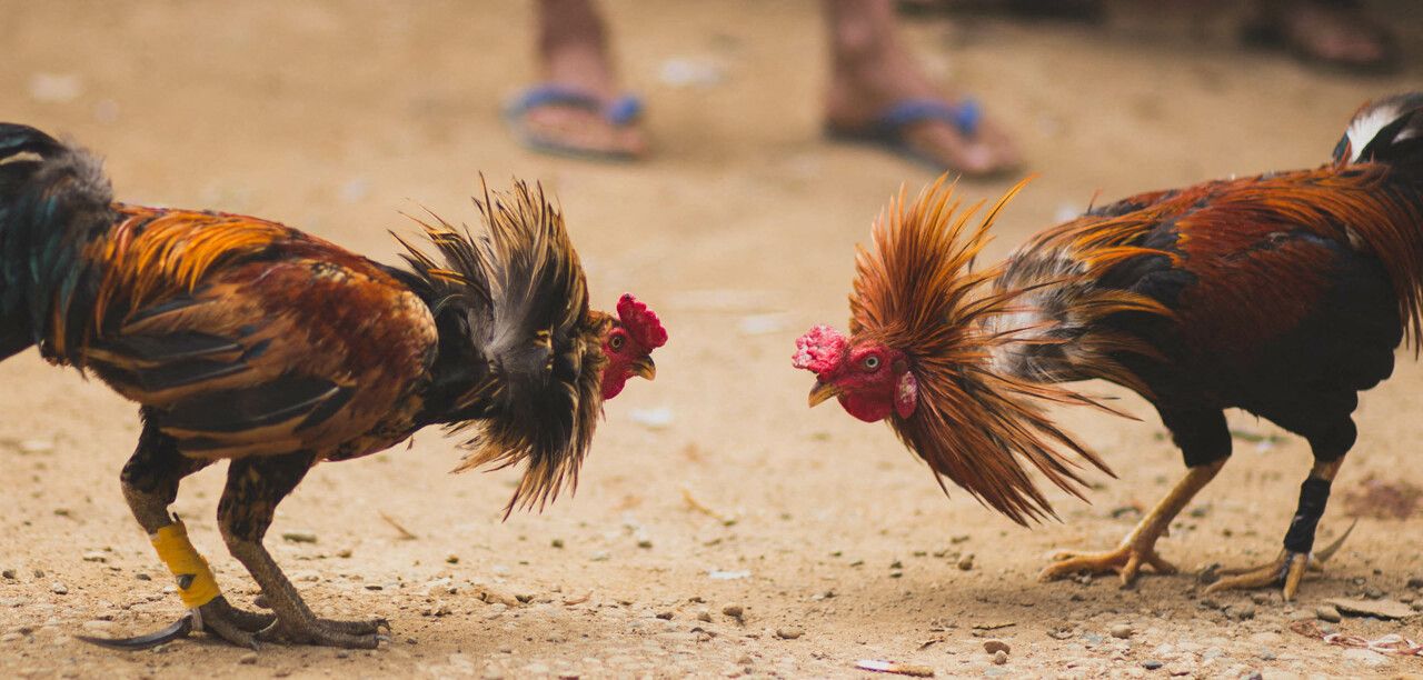 OMONDO CRIME - Équateur : Fusillade meurtrière sur un site de combats de coqs clandestins