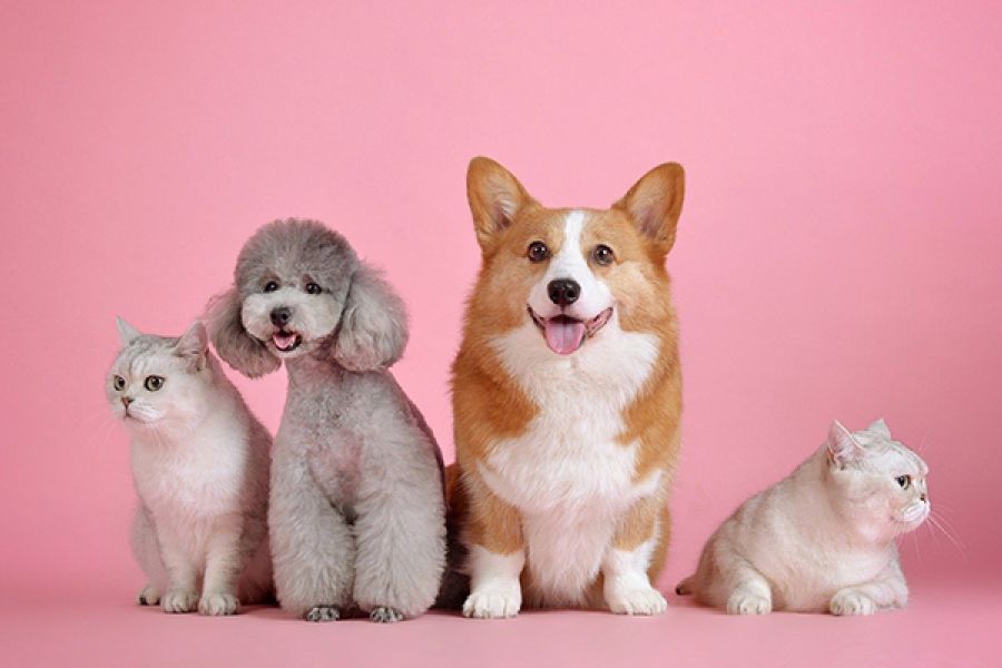 "L'animal de compagnie est leur bébé" : La passion des Français pour leurs animaux, un marché en pleine expansion