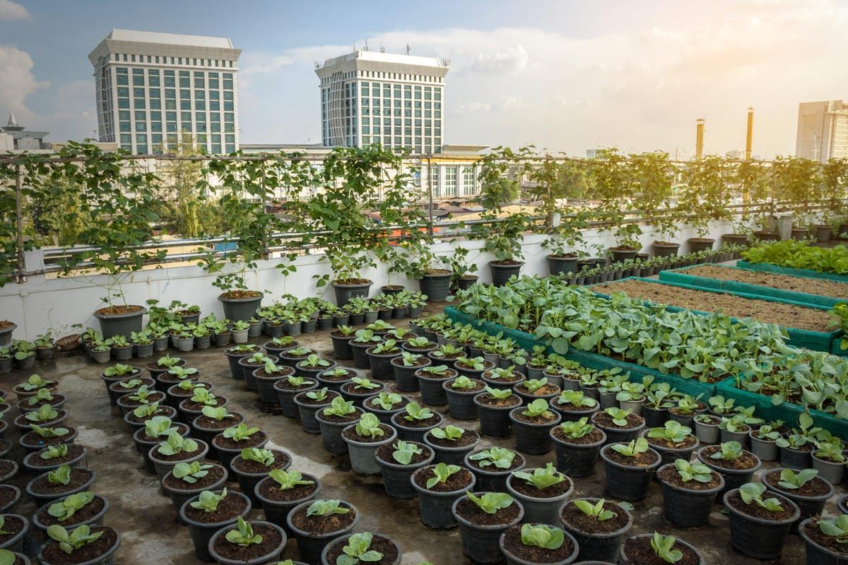 Agriculture urbaine : les villes européennes misent sur l’alimentation locale