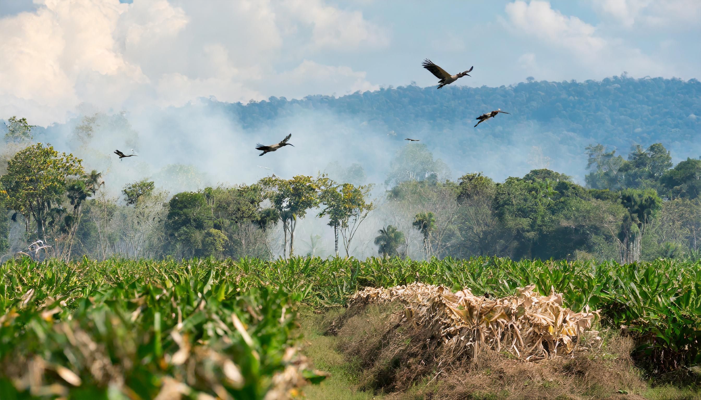 OMONDO ENVIRONNEMENT - Déforestation en Amazonie : un rapport alarmant sur la perte de biodiversité