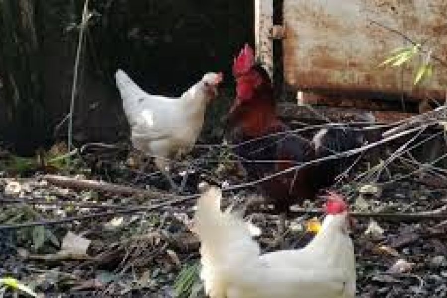 Le coq Ricco tué par un renard avant la décision du tribunal : chronique d’une France rurale sous tension