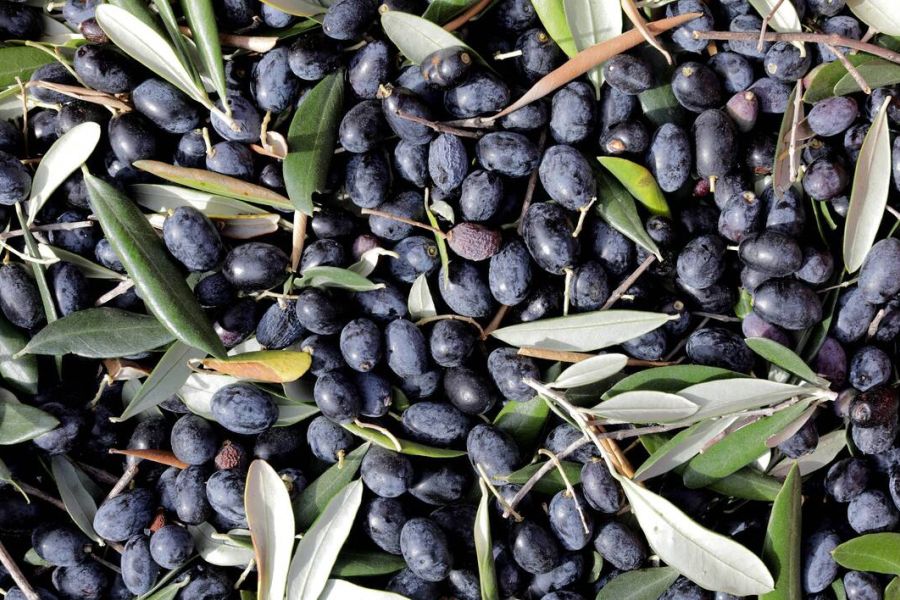 Importations des olives espagnoles : l'UE saisit l'OMC contre les États-Unis