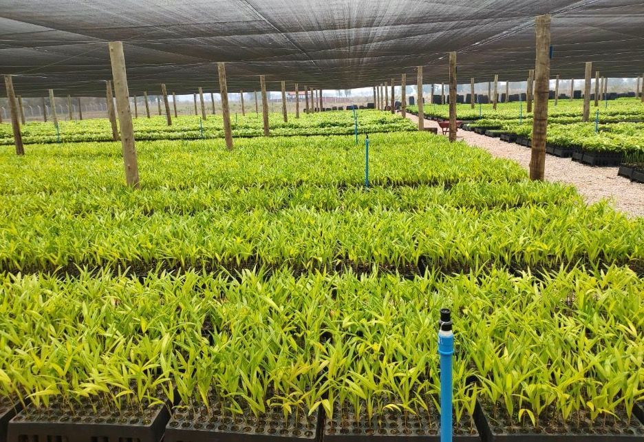 Brésil : Le miracle de la reforestation et la revanche d'Amazonia