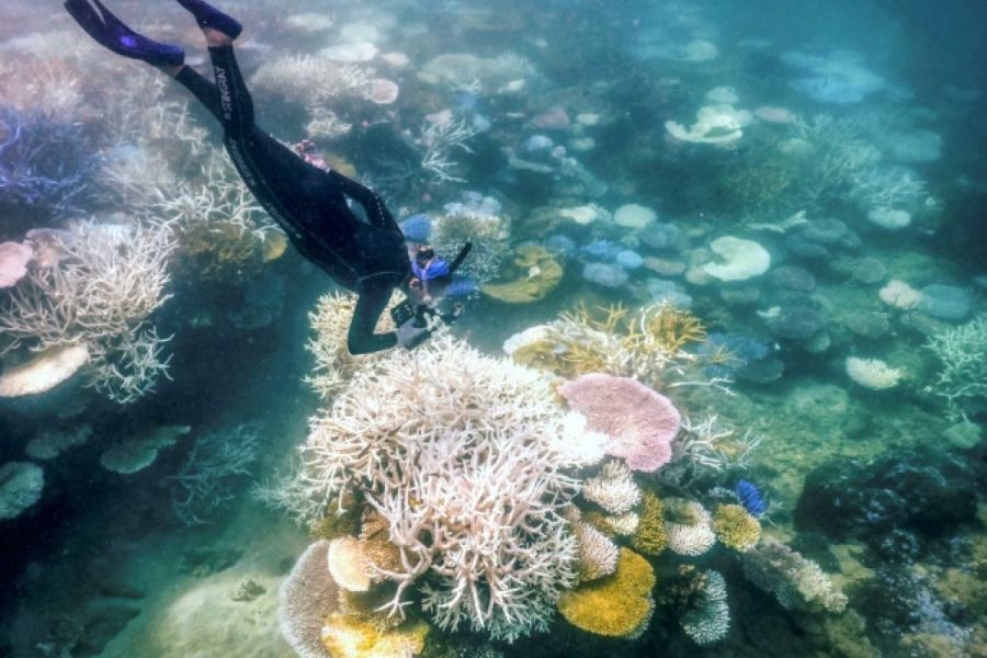 Océans : La guérison spectaculaire de la Grande Barrière de Corail