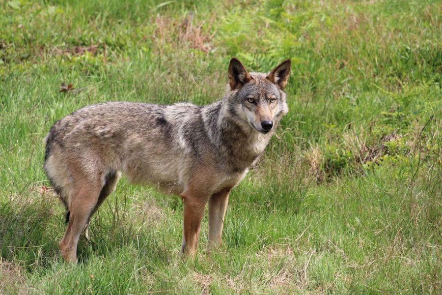 Après 100 ans d’absence, le loup gris est de retour dans les Landes